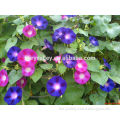 High Germination Rate High Quality Morning glory seeds For Growing
